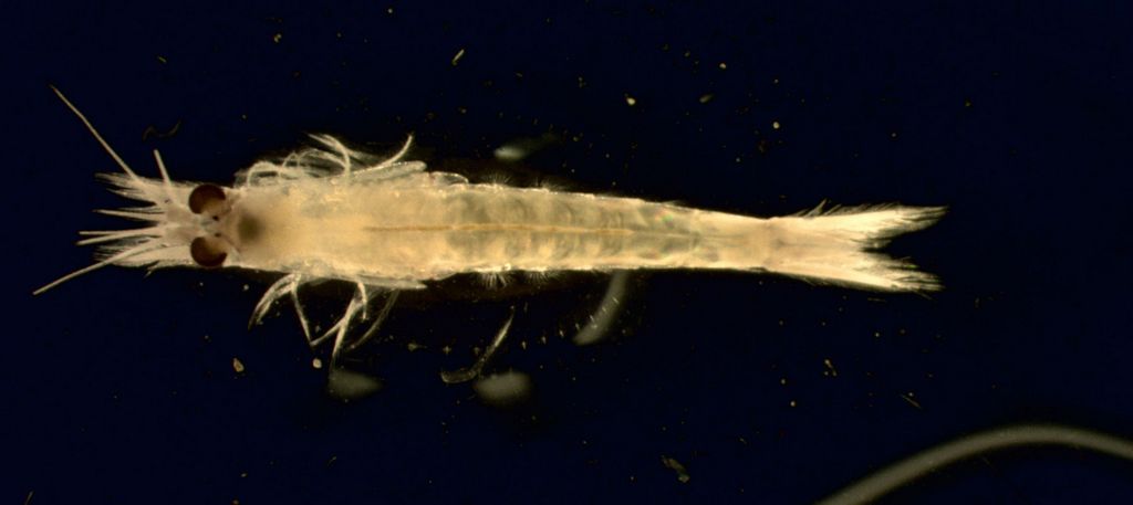 Image of Hyperacanthomysis longirostris